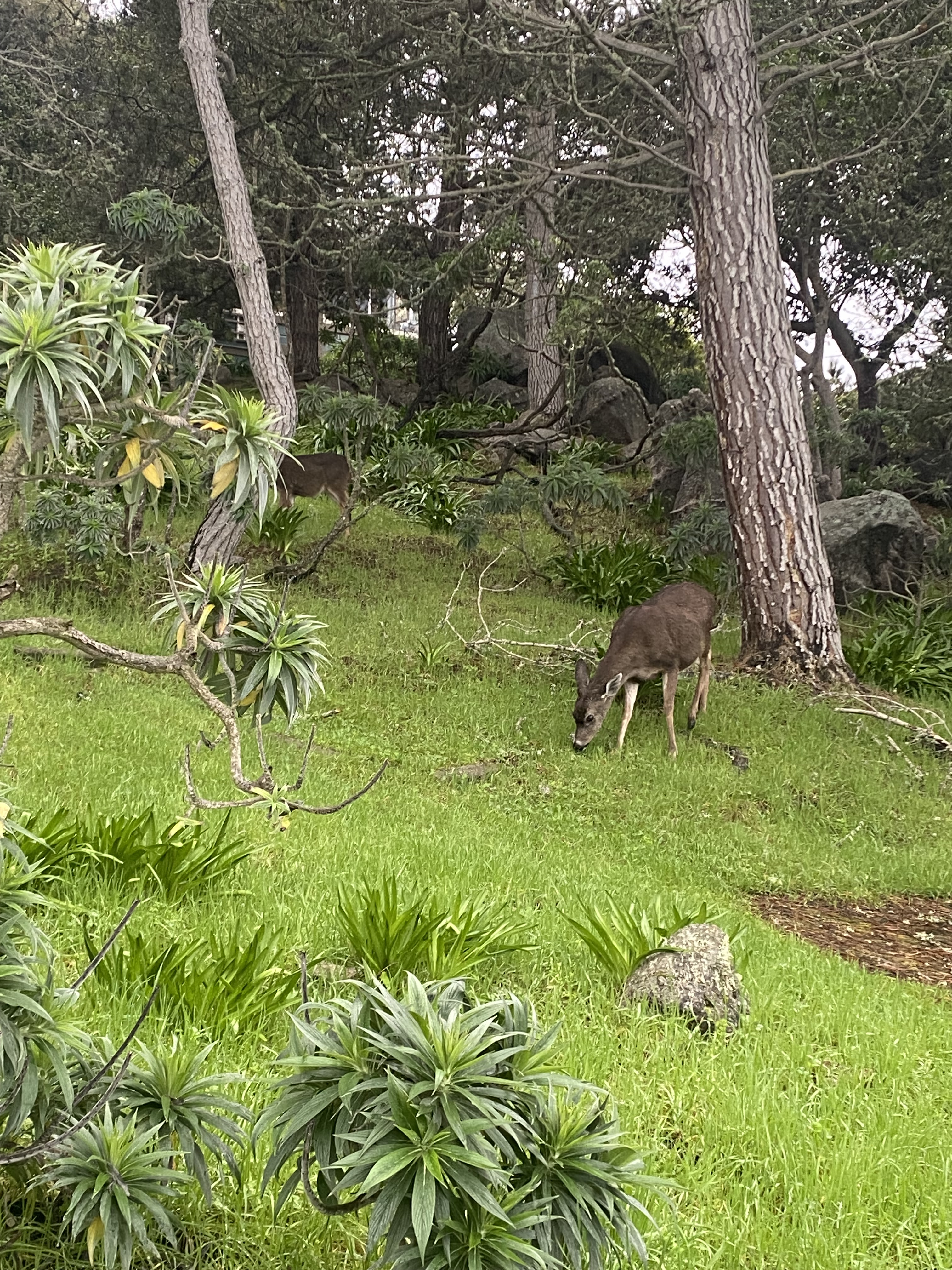 Deer in a park in Monterray