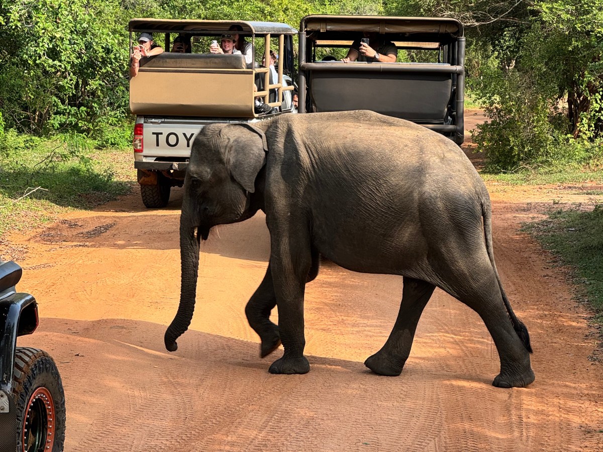 Five days in Sri Lanka: safari, tea country, and the&nbsp;coast