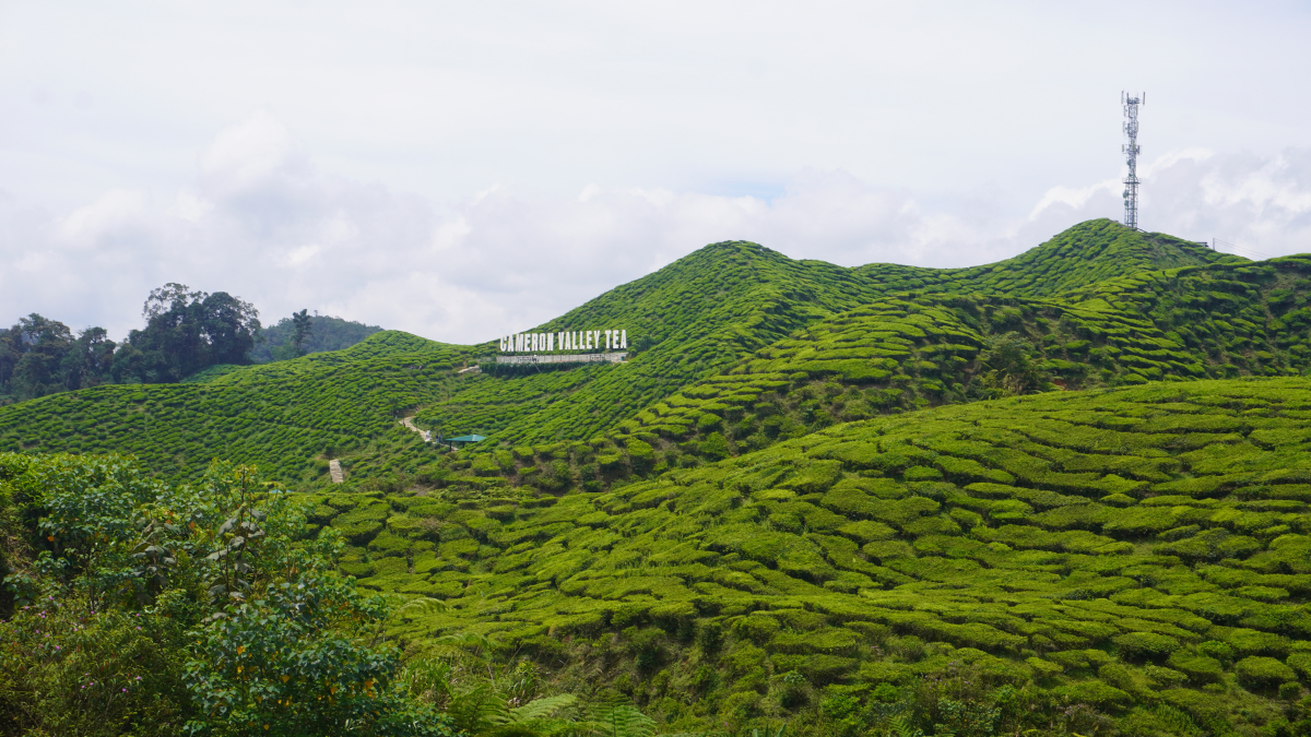 Landscape depicting tea plantation